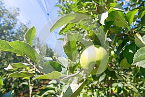 Green Ripe ApplesÂ in Orchard,Â Apple Trees